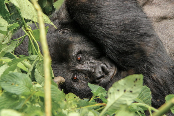 The Mountain Gorillas of Bwindi